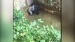 Gorilla Grabs Child Whos Fell Into Habitat At The Cincinnati Zoo  New Video