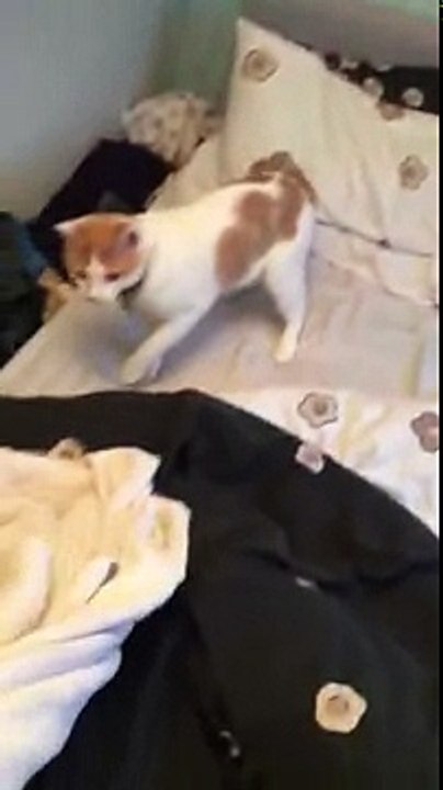 Ninja Kitten Gets Ambushed