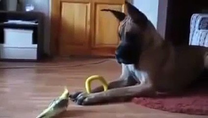 Funny Dog   Great Dane vs Bird