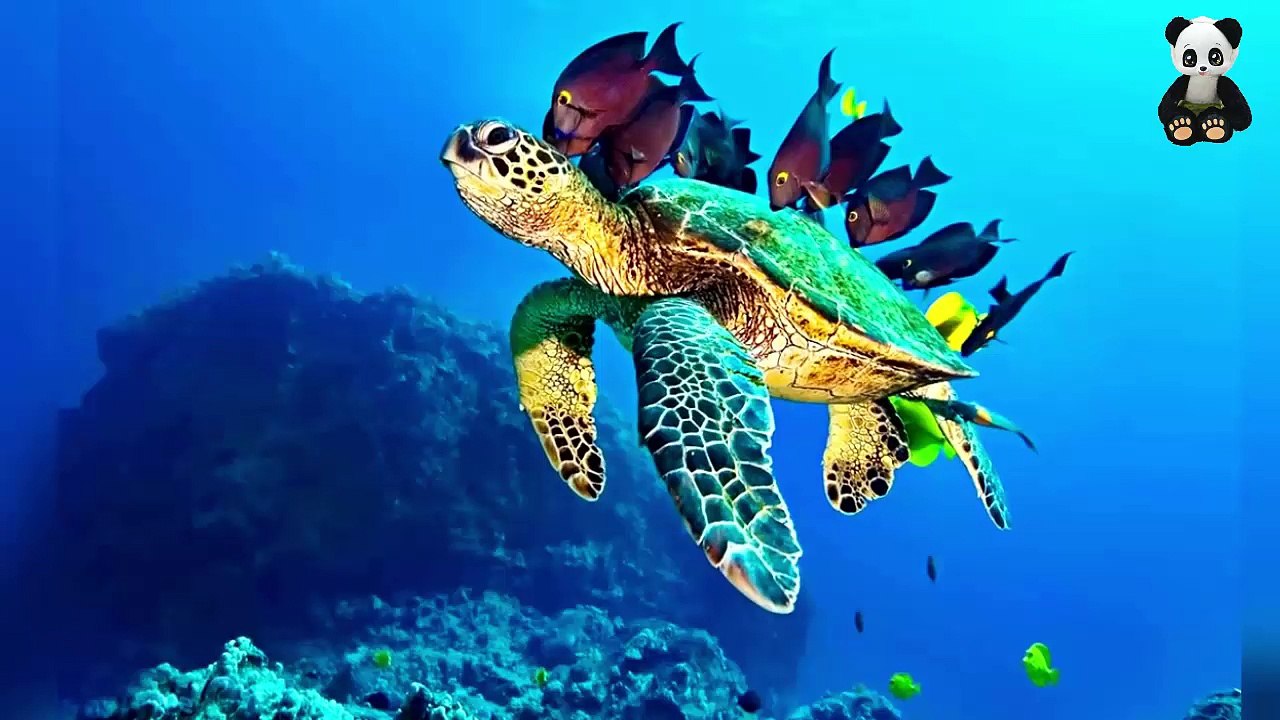 3 ANIMAUX PRESQUE IMMORTELS - le saviez vous
