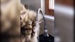 Un chat en galère pour boire au robinet... Trop poilue