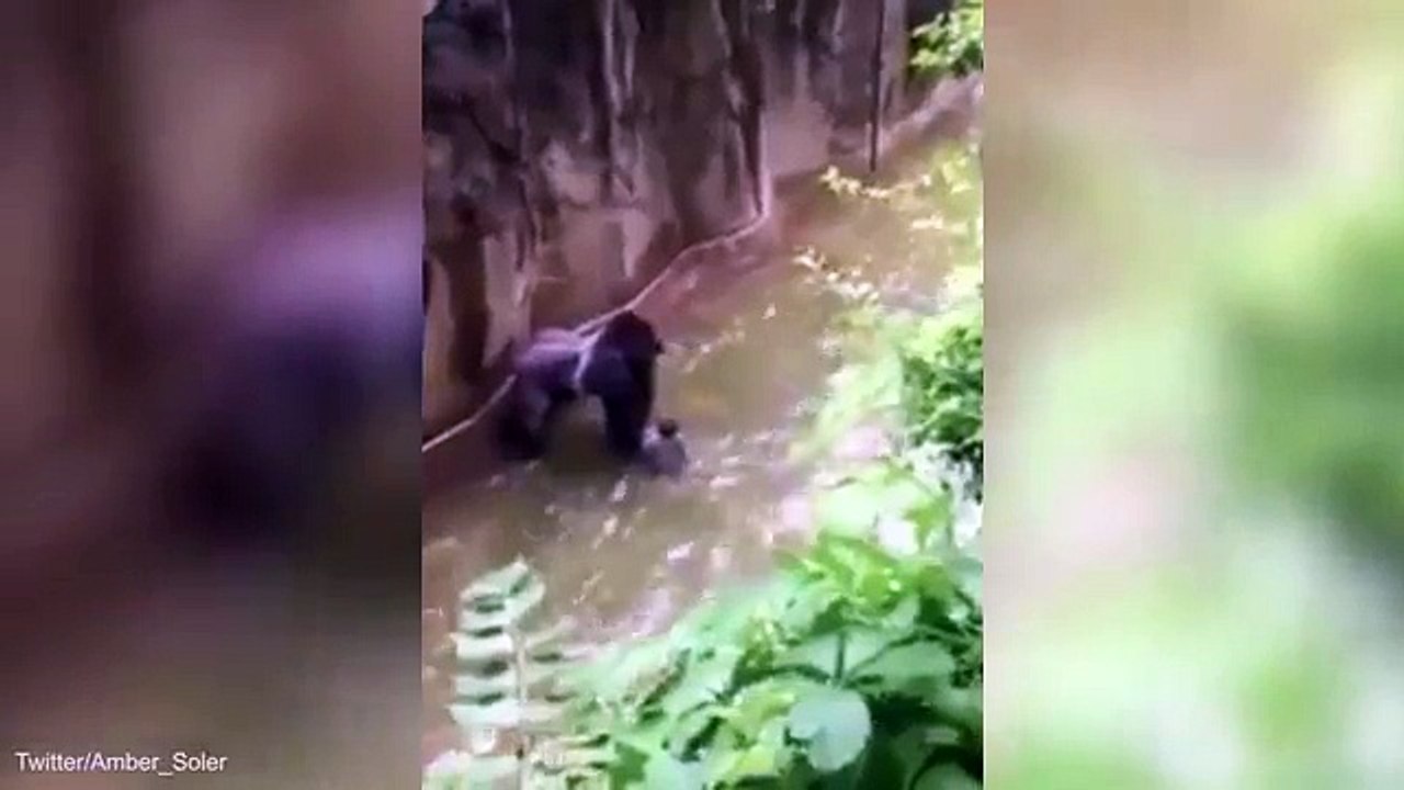 Criança de 4 anos caiu na jaula de um gorila