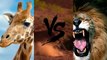 10 Шокирующих битв животных снятых на камеру шокирующее видео +16