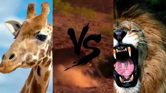 10 Шокирующих битв животных снятых на камеру шокирующее видео +16