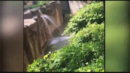 Un enfant tombe dans l'enclot aux gorilles