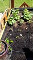 Vegetable & Herbs Raised Garden Bed