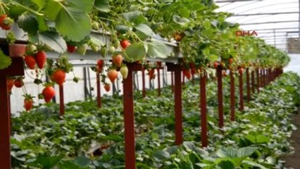 Erzurum - Çoruh Vadisi'nde Yetiştirilen Çilek Umut Oldu