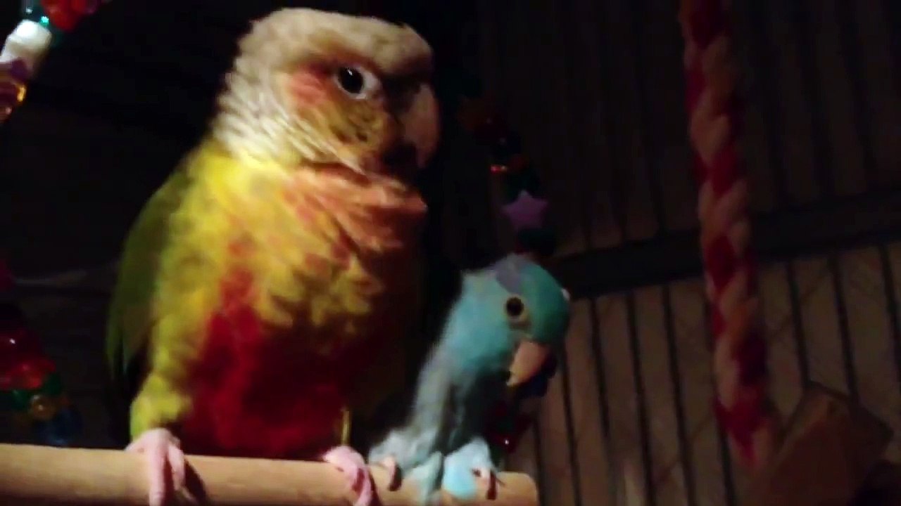 How my birds sleep at night.. :) Dailymotion Video