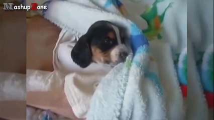 Top 10 Cutest Puppies Howling Compilation 2015