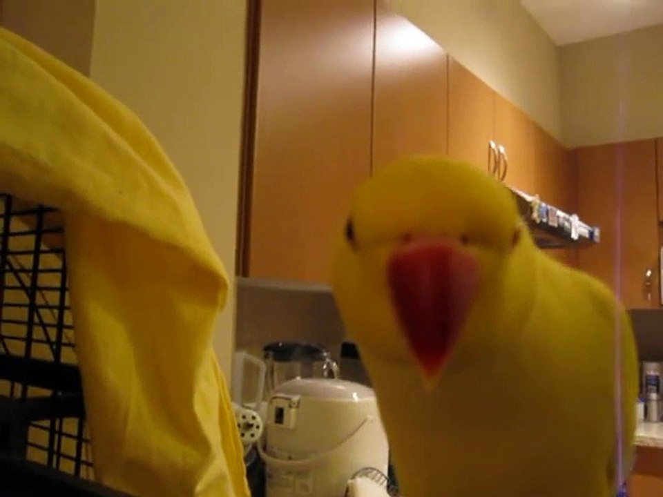Bowie Talking becauz He Doesn't Wanna Go To Bed -Dailymotion Video