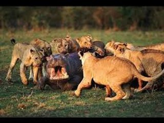 Lions attacks Hippo