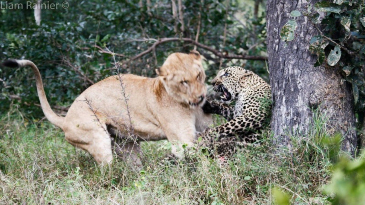 male Lion attack Leopar
