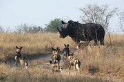 Des chiens sauvages Attaque rhinocéros