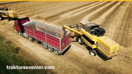 aydın ovası buğday hasadı