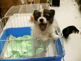 Cute Dog Screams Elmo