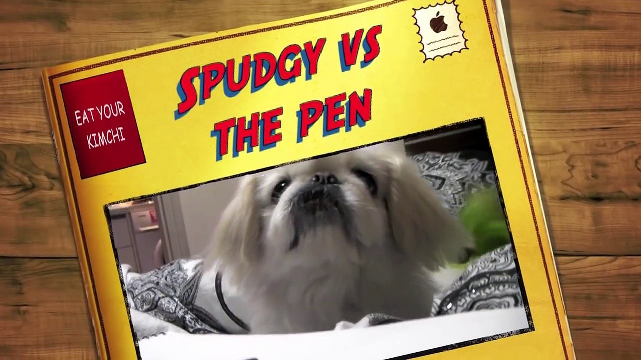 Cute Dog Spudgy Sounds Like Monkey