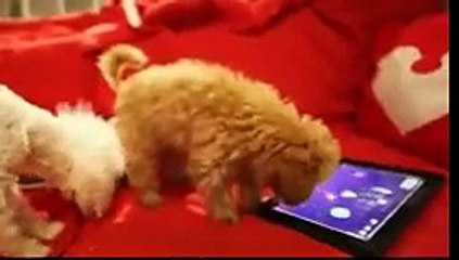Cute Dog Playing Veggie Samurai on iPad
