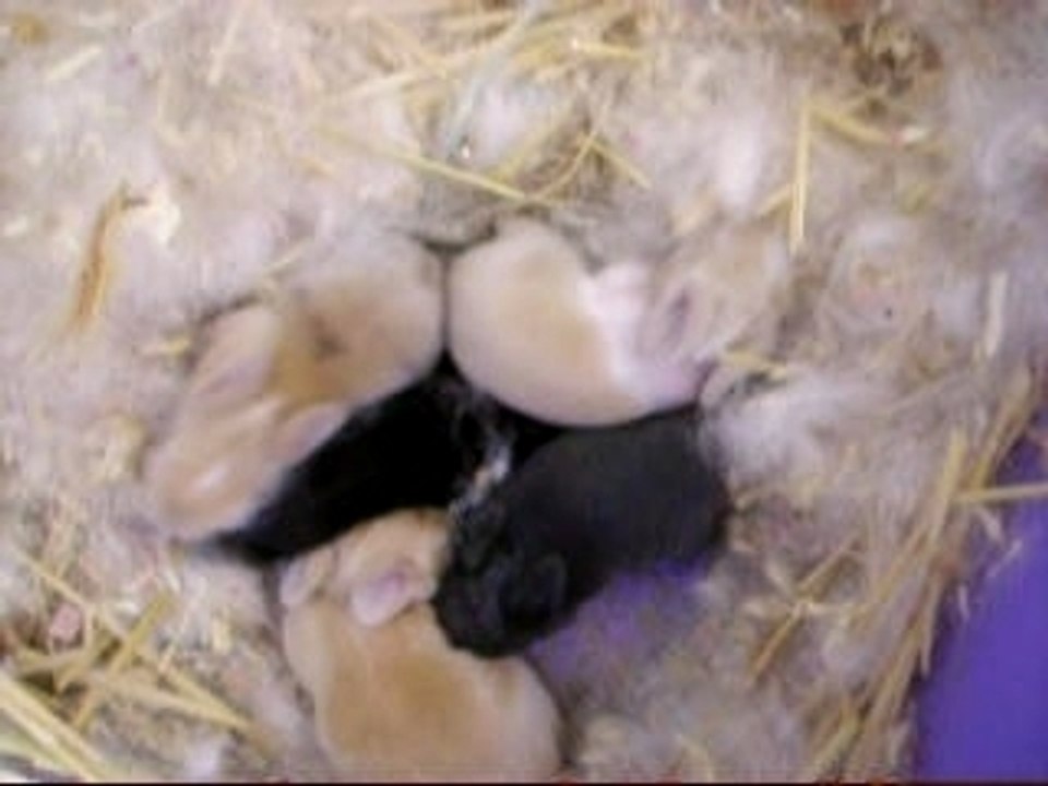 bébés de Willow 3