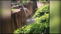 Gorilla grabs child who's fallen into habitat at Cincinnati Zoo.