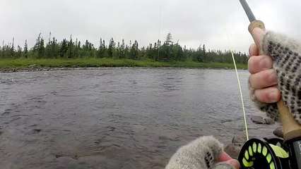 Releasing Large Atlantic Salmon - Gander River, July 24, 2015