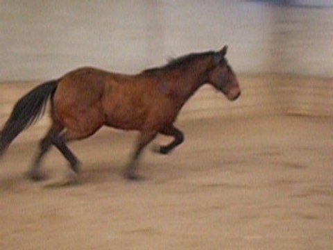 Mars 2007 Obstacle en liberté