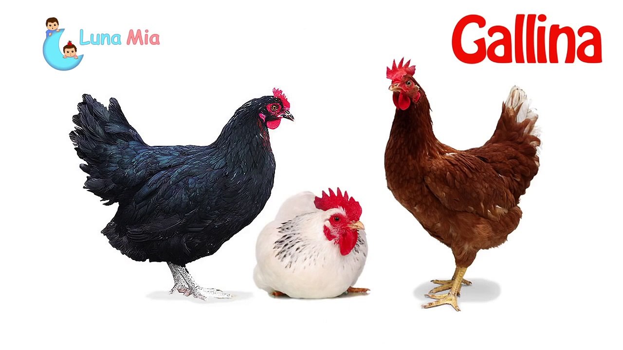 SONIDO DE ANIMALES para bebes - pollito , gallina, gallo / parte 2