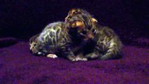 Les chatons bengal ont 15 jours
