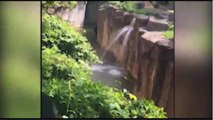 Gorilla grabs child who's fallen into habitat at Cincinnati Zoo Gorilla Grabs Child Whos Fallen int