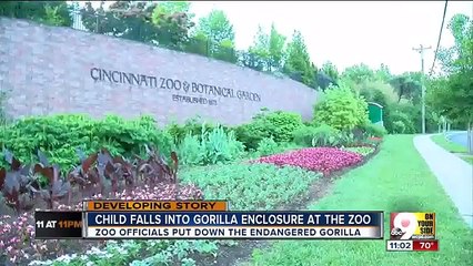 4 Year Old Boy FALLS Into Enclosure At Cincinnati Zoo Gorilla Shot and Killed