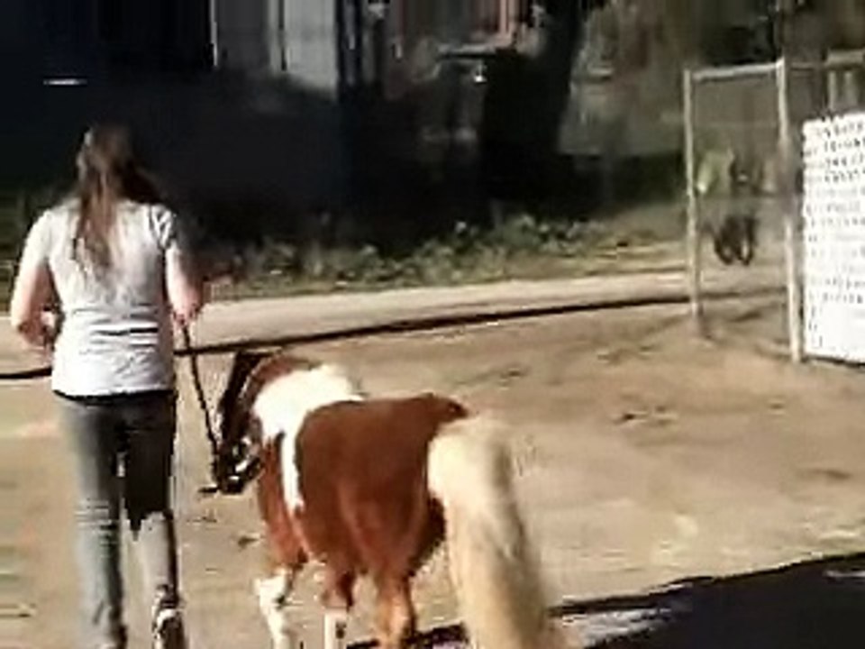 Scooter The 29 inch Mini Stallion