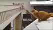 Funniest cat jump fails compilation - Try not to laugh! Funniest Cats Videos