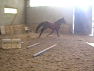 Reitor Saut liberté