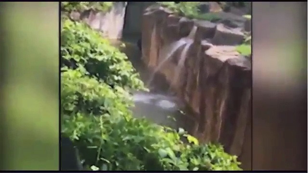 Gorilla grabs child who's fallen into habitat at Cincinnati Zoo Gorilla Grabs Child Whos Fallen int