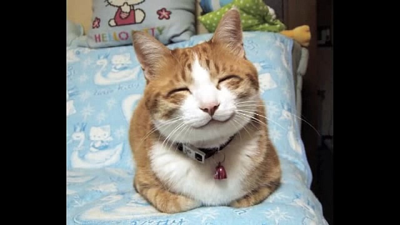 Try Not to Laugh Or Grin While Watching This