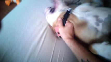 VICIOUS ENGLISH BULLDOG ATTACKED HER OWNER