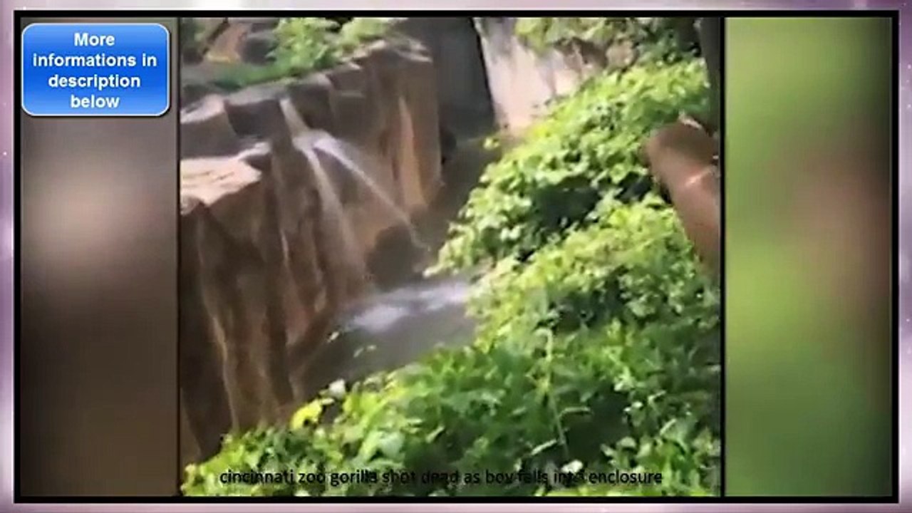 Un bambino cade nella gabbia del Gorilla: quell...