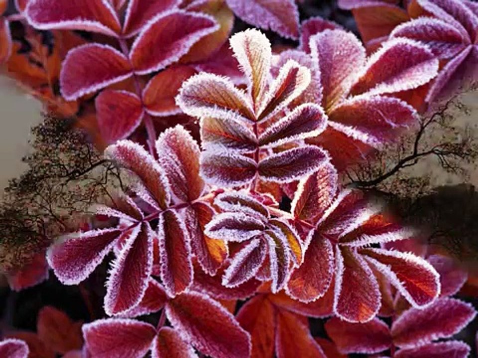 en-damar-sarki-budur