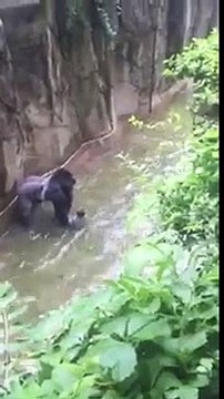 Chute d'un enfant dans l'enclos d'un gorille qui sera abattu par la suite au Zoo
