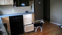 2 Cani Aprono Un Cassetto In Cucina... Ciò Che Stanno Per Fare Lascia Di Stucco I Padroni