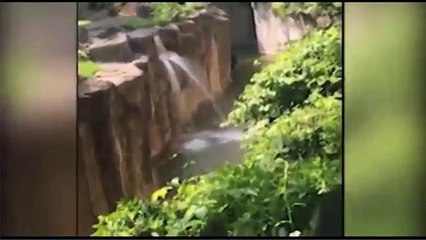 Gorilla shooted down after a 4 year child fall in side its cage