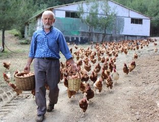 Tavukların Efendisi, Çocuğu Gibi Bakıyor, Onlar da Para Basıyor
