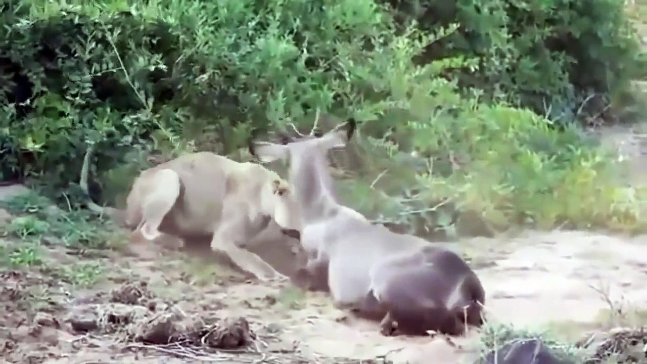 Amazing Wild Animal Attack
