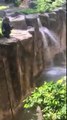 Gorilla grabs child when he falls into habitat at Cincinnati