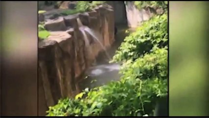 Un gorille attrape un enfant qui est tombé dans son enclos dans le zoo de Cincinnati