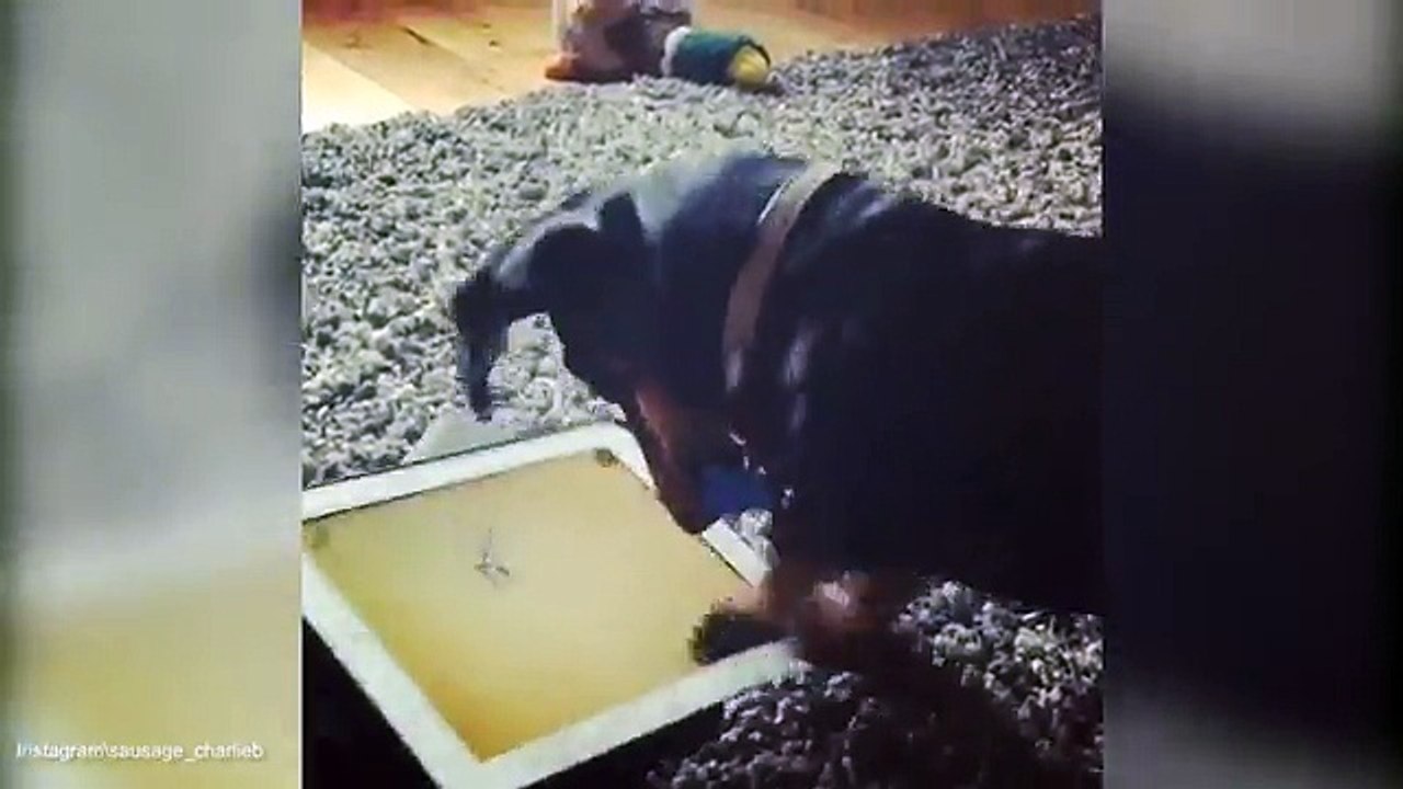 Charlie the adorable sausage dog goes nuts for iPad game