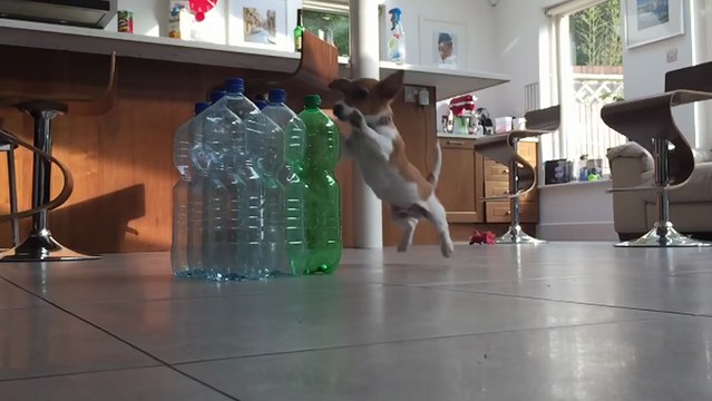 Un chiot joue au bowling avec des bouteilles !