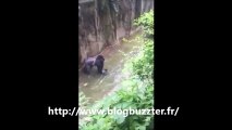 Un enfant tombe dans l'enclos d'un gorille, l'animal est abattu !