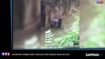 Un enfant chute dans l’enclos d’un gorille, le zoo décide d'abattre le primate (Vidéo)