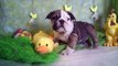 engelse bulldog pups te koop, geboren 22 en 25 december 2011, woefkesranch