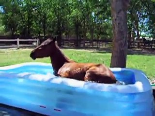 Un cavallo adora la piscina dei bambini e si diverte un mondo.